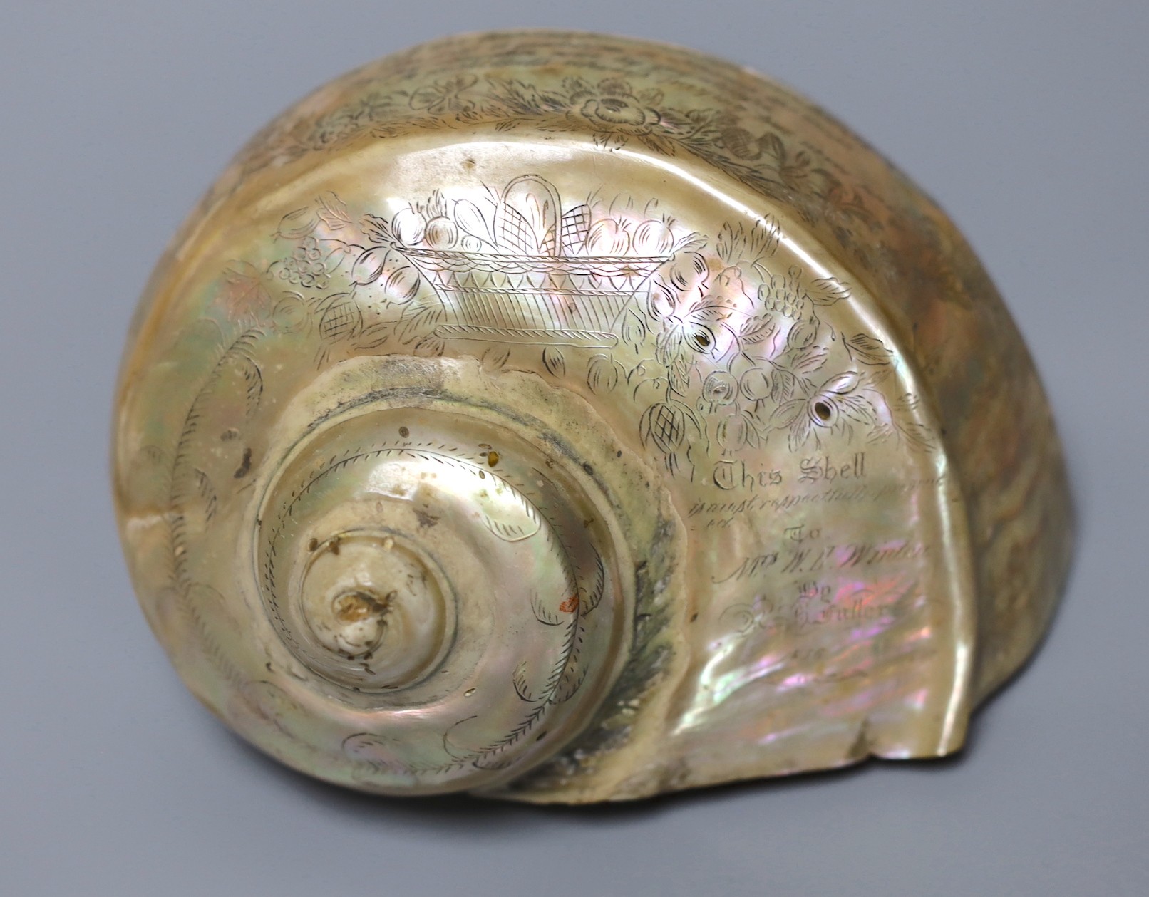 Two inscribed opalescent sea shells, both dated 1856